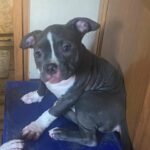 Blue Pocket Bully Girl in Derby