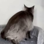 Active Adult Male Maine Coon Blue Smoke in Slough