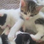 Purrrfect kittens for sale in London