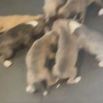 Whippet Puppies in South Derbyshire