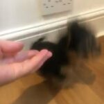 Yorkshire Terrier puppies 🐶 Toy size Pedigree in London