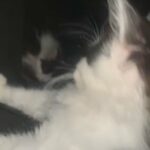 Maine Coon in Bradford