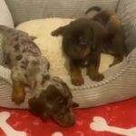 Miniature Dachshund in Manchester