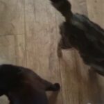 3 cats in London