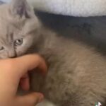 Female Lilac British Shorthair in Birmingham