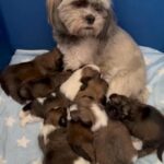 Malshi Puppies in Ceredigion