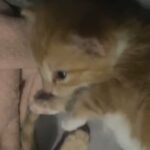 2 Gorgeous ginger kittens. in Perth and Kinross