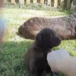 chocolate labrador pups in Argyll and Bute