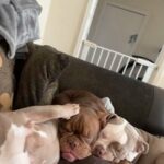 Pocket Bully’s Looking For Forever Homes in Liverpool