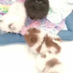 TOP QUALITY TOY POMERANIANS! in Denbighshire