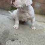 Puppy in Liverpool