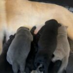 Kc Registered Labrador Puppies For Sale in Derby