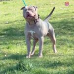 STUD American XL Bully in Nottingham