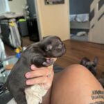 French Bulldog in Cardiff