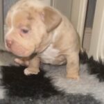 Olde English Bulldog Female Fluffy Carrier in Doncaster
