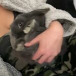 Mini Lop Rabbit in London