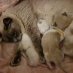 RAGDOLL KITTENS in Colchester