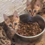 Pedigree Tica Bengals Kittens Girls Ready Now in Warwick