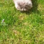 Pedigree persian exotic longhair female kitten in Oxford