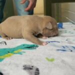 American XL bully puppies in Kirklees