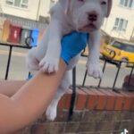 Bully in Liverpool