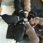 standard American bully x American bulldog in Kingston upon Hull