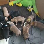 standard American bully x American bulldog in Kingston upon Hull