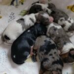 Blueberry, blue merle and Biewer beautiful puppies in Southend-on-Sea