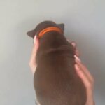 female American bully in Gwynedd