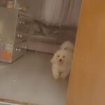 Female Cavapoochon in London