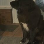 Caucasian Shepherd in Manchester