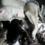 French Bulldogs in Denbighshire