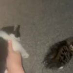 Kittens For Sale in Birmingham