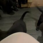 2 Boy Pups Left !! Presa Cross Cane Corsa in London