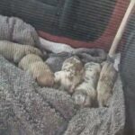 Pocket bullies when they were born in Bath and North East Somerset