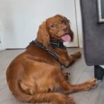Red Cocker Spaniel For Stud in London