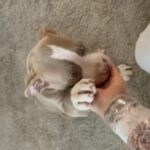 Last Female XL Bully in Birmingham