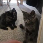 RUSIAN BLUE KITTENS 2 GIRL in Staffordshire