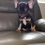 Frenchbulldog Pups in Birmingham