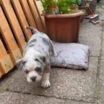 American Bully Pocket in Manchester