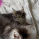 Maine Coon GirlS in Coventry