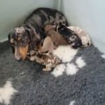 TOP QUALITY KC DACHSHUNDS in Newcastle