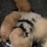 BEAUTIFUL TOY POODLE PUPPIES AVAILABLE in London