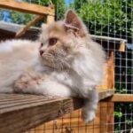 TICA Registered British Longhair in Hampshire
