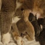 TICA Registered British Shorthairs and Longhairs in Hampshire