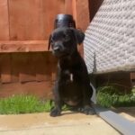 Staffy Cross in London