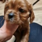 cavalier king charles spaniel in Nottingham