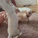 chihuahua for sale in Rhondda Cynon Taf