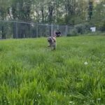 Staffordshire Bill Terrier in Birmingham