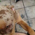 xl bully puppy 7 month in Erewash